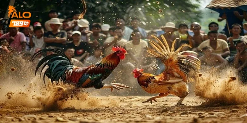 Giới thiệu về sảnh đá gà Alo789