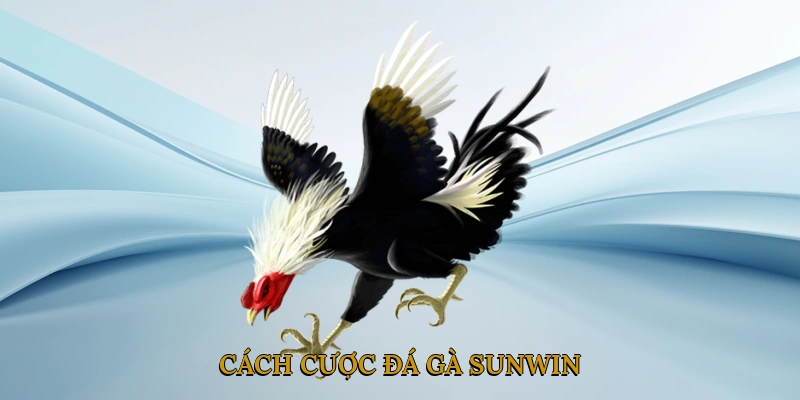 Cách Cược Đá Gà SUNWIN