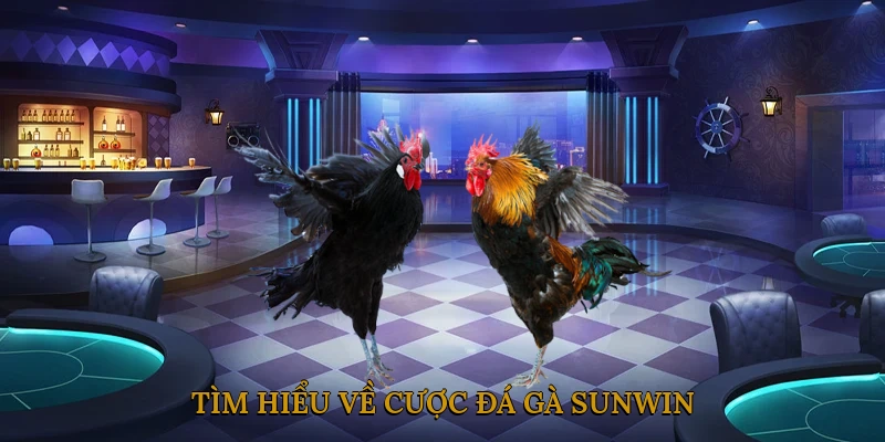 Tìm hiểu về cược đá gà SUNWIN