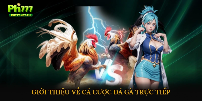 Giới thiệu về cá cược đá gà trực tiếp