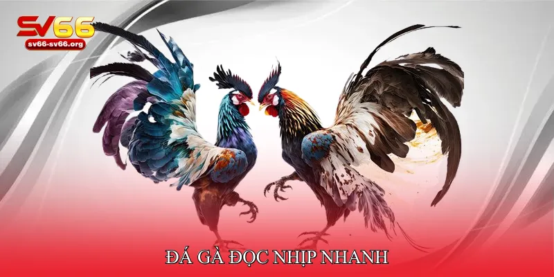 Đá gà đọc nhịp nhanh