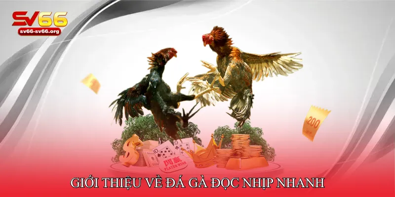 Giới thiệu về đá gà đọc nhịp nhanh