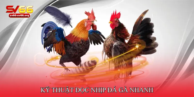 Kỹ thuật đọc nhịp đá gà nhanh