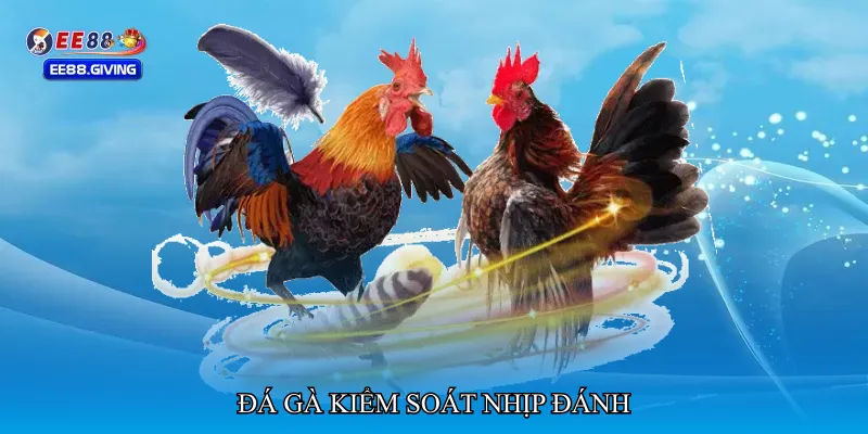 Đá gà kiểm soát nhịp đánh
