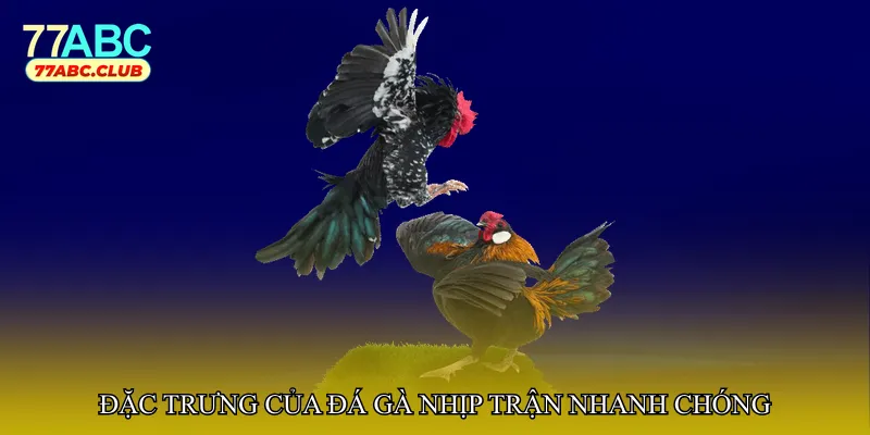 Đặc trưng của đá gà nhịp trận nhanh chóng